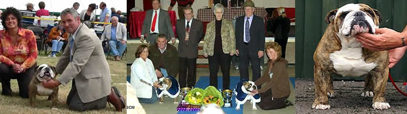 English Bulldog Mystyle Bulldogs